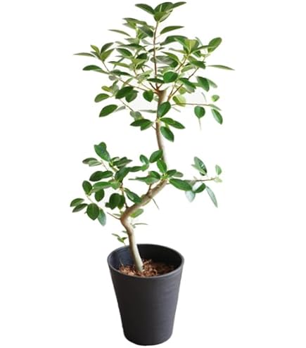 Amazon｜カシワバゴムの木 10号（柏ゴム）｜観葉植物 オンライン通販